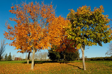 couleurs d'automne dans un parc