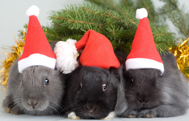 three bunny in santa hat and a christmas tree