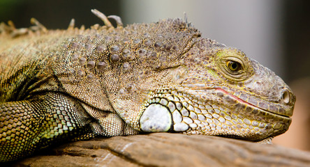 Iguana