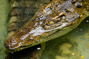 Crocodile