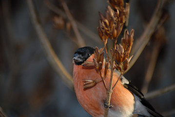 bullfinch having a lunch