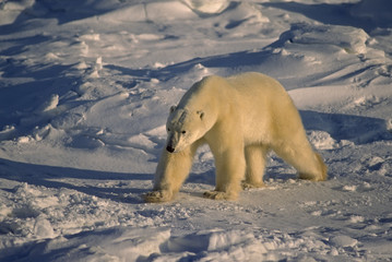 Polar bear in late afternoon light