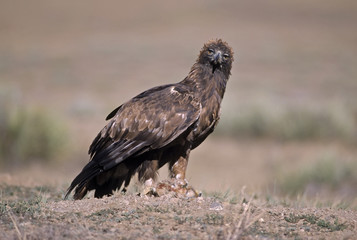 Golden eagle