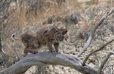 Bobcat