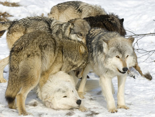 Wolf pack interaction
