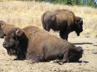 Fototapeta premium Bison