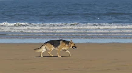 Fototapeta na wymiar Perro con pelota por la playa