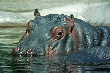 Fototapeta premium Hippo