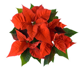christmas decoration, red poinsettia