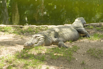 aligator