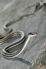 Western Ribbon Snake