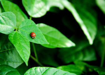 Little Bitty Ladybug