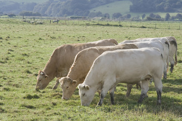 Cows of Normandy France in the countryside