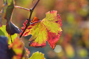 feuille de vigne en automne