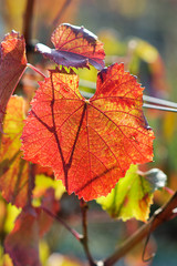 feuille de vigne en automne