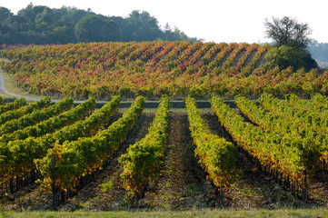 Fototapeta na wymiar winorośli w pobliżu Carcassonne
