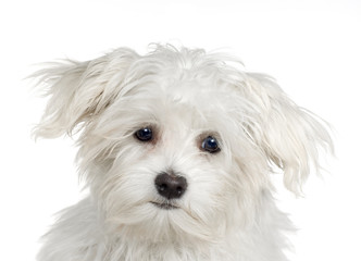 maltese dog (4 months)