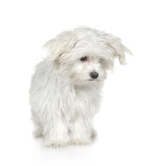 maltese dog (4 months)