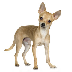 Obraz premium chihuahua (9 months)