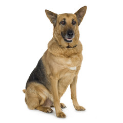german shepherd (9 years)/ alsatian, police dog
