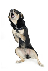 crossbreed German sheperd and rottweiler (6 years)