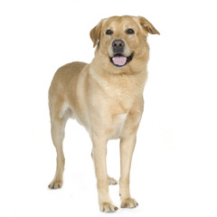 Labrador (7 years)