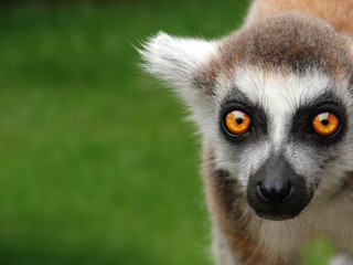 Katta_Lemur_Maki_Catta