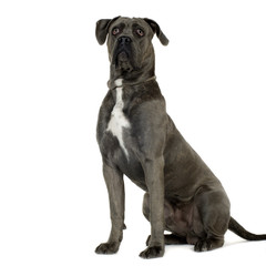 Cane Corso (9 months)