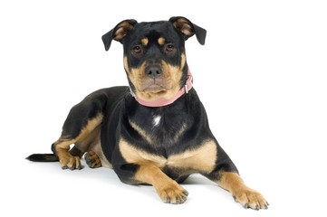 Obraz premium American Staffordshire terrier (1 year)