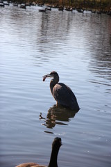 blue heron fishing