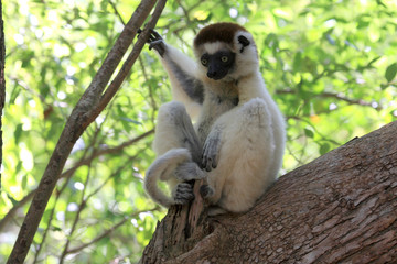 Verraux Sifika Lemurs
