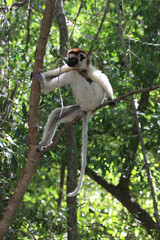 Verraux Sifika Lemurs