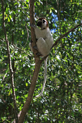Verraux Sifika Lemurs