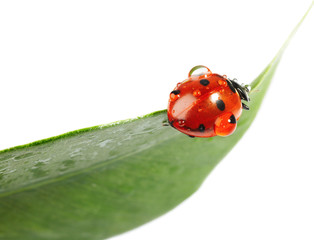 Ladybug with water drops on green leaf isolated on white