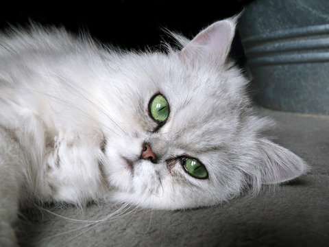 5 785 Best Chinchilla Cat Images Stock Photos Vectors Adobe Stock 5 785 Best Chinchilla Cat Images Stock Photos Vectors Adobe Stock