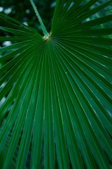 Obraz premium palm leave