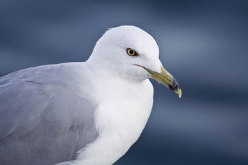 Sea gull
