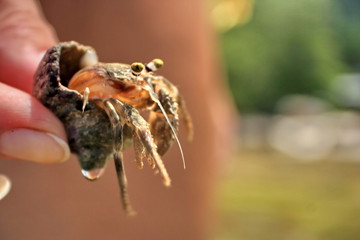 Hand holding a hermit crab 