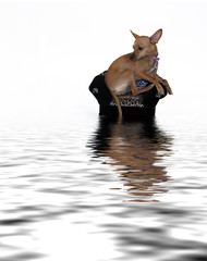 Chihuahua Reflected