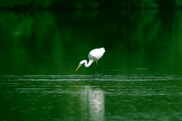 Vogel im grünen Wasser fischend