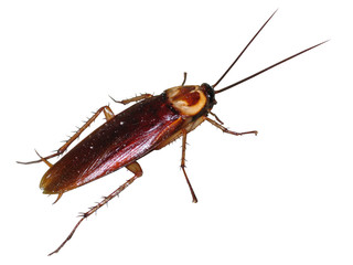 cockroach 02 isolated