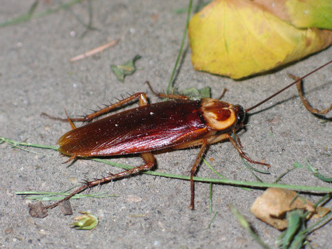 cockroach 01
