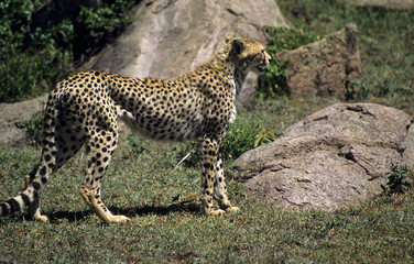African Cheetah