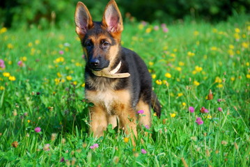 Puppy standing in the field
