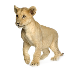 Lion Cub (4 months)