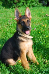 German shepard puppy