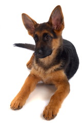 German shepherd puppy