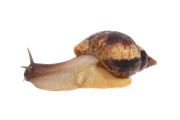 snail