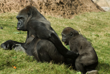 Gorilla mom & baby