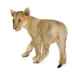 Obraz premium Lion Cub (4 months)